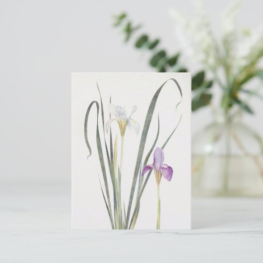 Iris Unguicularis van William Dykes Briefkaart (Staand voorkant)