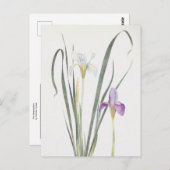 Iris Unguicularis van William Dykes Briefkaart (Voorkant / Achterkant)