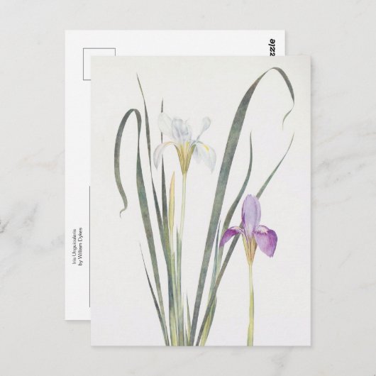 Iris Unguicularis van William Dykes Briefkaart (Voorkant / Achterkant)