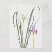 Iris Unguicularis van William Dykes Briefkaart (Voorkant)