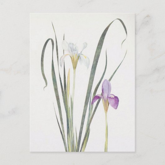 Iris Unguicularis van William Dykes Briefkaart (Voorkant)