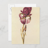Iris, van "La Guirlande de Julie", c.1642 Briefkaart (Voorkant / Achterkant)