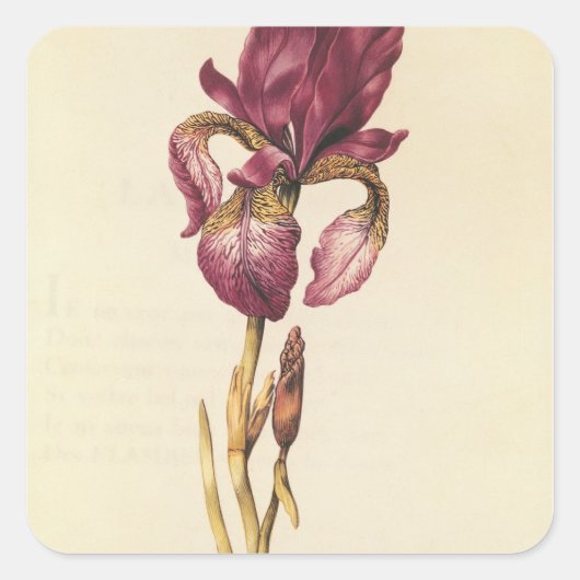 Iris, van "La Guirlande de Julie", c.1642 Vierkante Sticker (Voorkant)
