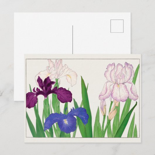 Iris van Tanigami Konan Briefkaart (Voorkant / Achterkant)