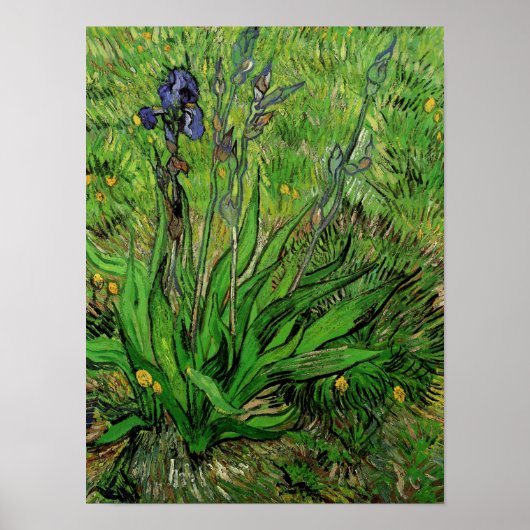 Iris van Vincent van Gogh,  Garden Fine Art Poster (Voorkant)