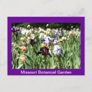 IRIS-veld Briefkaart