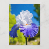 Iris verticaal Briefkaart (Voorkant)