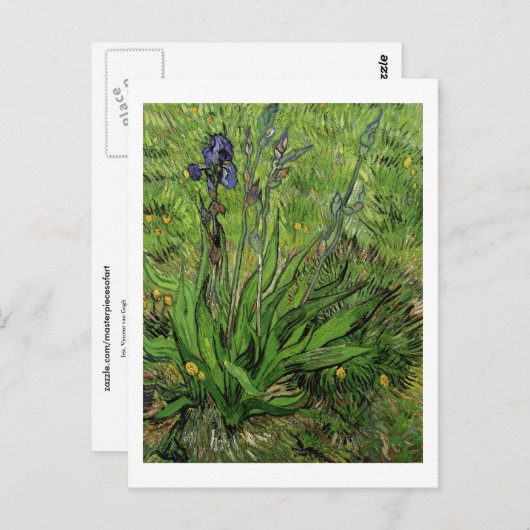 Iris, Vincent van Gogh Briefkaart (Voorkant / Achterkant)