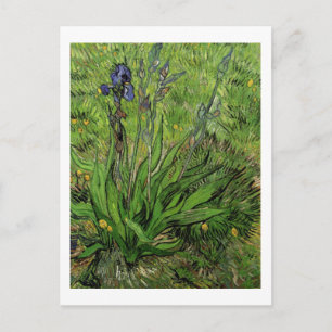 Iris, Vincent van Gogh Briefkaart