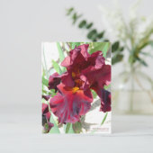 Iris "War Sayles" (Briefkaart) Briefkaart (Staand voorkant)