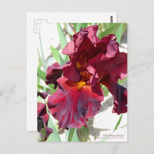 Iris "War Sayles" (Briefkaart) Briefkaart (Voorkant / Achterkant)