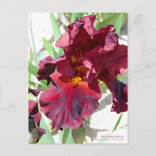 Iris "War Sayles" (Briefkaart) Briefkaart (Voorkant)