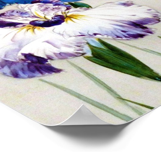 Iris, Watanabe Seitei Poster (Hoek)