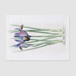 Iris  Waterverf op papier met schroefdop