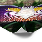 Iris Wreaths.... Poster (Hoek)