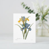 Iris xipheum briefkaart (Staand voorkant)
