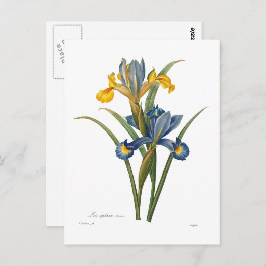 Iris xipheum briefkaart (Voorkant / Achterkant)