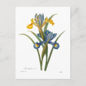 Iris xipheum briefkaart (Voorkant)