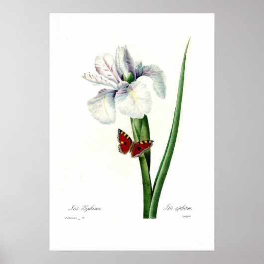 Iris xipheum poster (Voorkant)