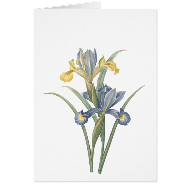 Iris Xiphium (Voorkant)