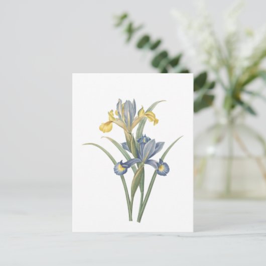 Iris Xiphium Briefkaart (Staand voorkant)