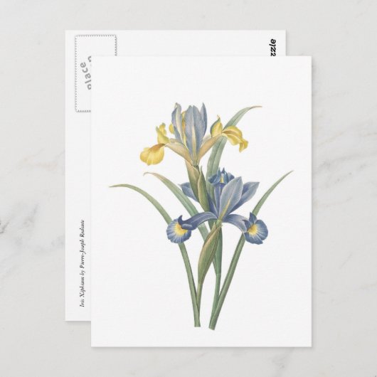 Iris Xiphium Briefkaart (Voorkant / Achterkant)