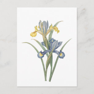 Iris Xiphium Briefkaart