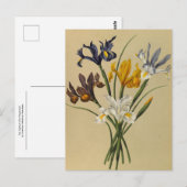 Iris Xiphium (Iris Hispanica) van Arentina Arendse Briefkaart (Voorkant / Achterkant)