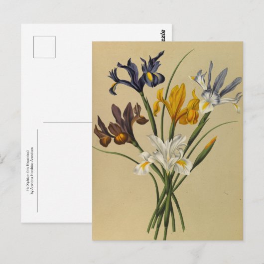 Iris Xiphium (Iris Hispanica) van Arentina Arendse Briefkaart (Voorkant / Achterkant)
