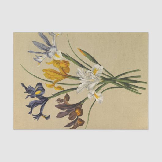 Iris Xiphium (Iris Hispanica) van Arentina Arendse Tissuepapier (Voorkant)