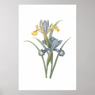 Iris Xiphium Poster