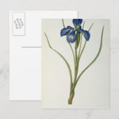 Iris Xyphioides, van Les Liliacees, 1808 Briefkaart (Voorkant / Achterkant)