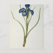 Iris Xyphioides, van Les Liliacees, 1808 Briefkaart (Voorkant)