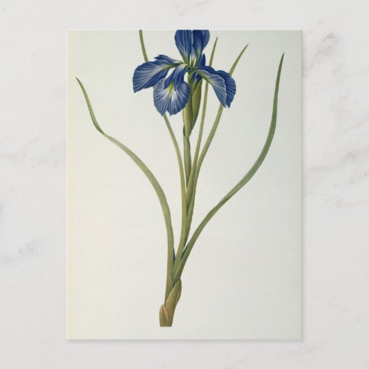 Iris Xyphioides, van Les Liliacees, 1808 Briefkaart (Voorkant)
