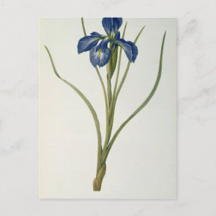 Iris Xyphioides, van Les Liliacees, 1808 Briefkaart
