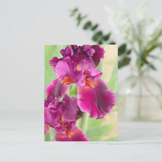 Iris "zigeunerRomance":Briefkaart Briefkaart (Staand voorkant)