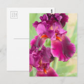 Iris "zigeunerRomance":Briefkaart Briefkaart (Voorkant / Achterkant)