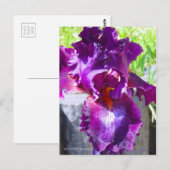 Iris "zigeunerRomance"    [Briefkaart] Briefkaart (Voorkant / Achterkant)