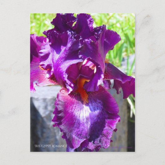 Iris "zigeunerRomance"    [Briefkaart] Briefkaart (Voorkant)