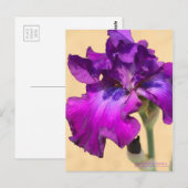 Iris "zigeunerRomance"    [Briefkaart] Briefkaart (Voorkant / Achterkant)