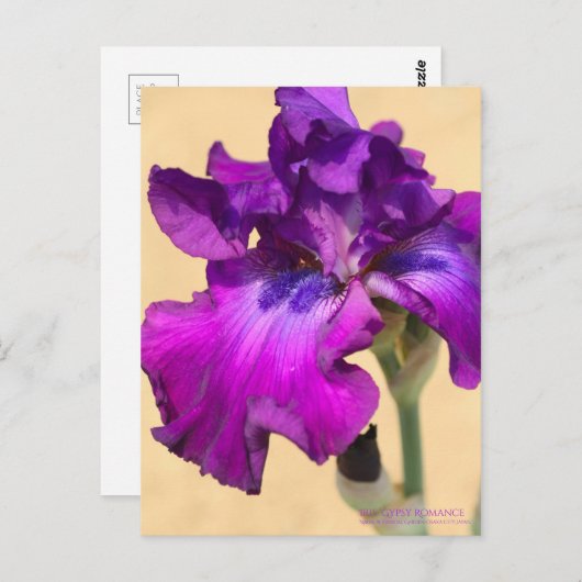 Iris "zigeunerRomance"    [Briefkaart] Briefkaart (Voorkant / Achterkant)