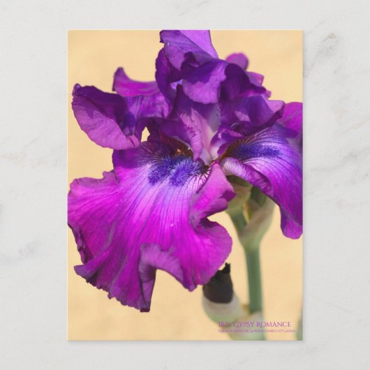 Iris "zigeunerRomance"    [Briefkaart] Briefkaart (Voorkant)
