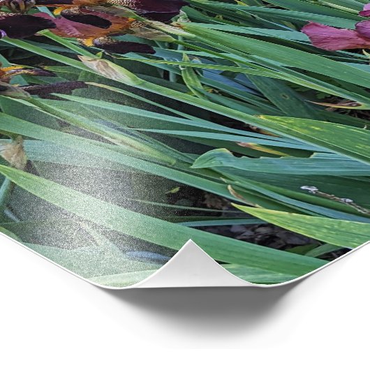 Irisbloei en Garden Park Bench Bloemen Foto Afdruk (Hoek)