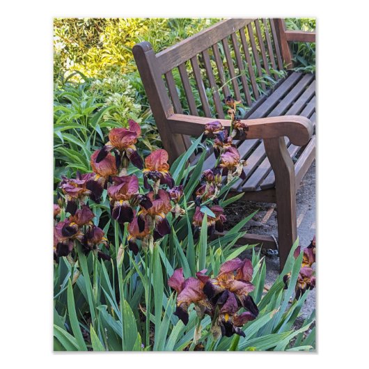 Irisbloei en Garden Park Bench Bloemen Foto Afdruk (Voorkant)
