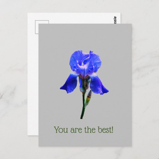 Irisbloem Briefkaart (Voorkant / Achterkant)