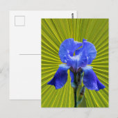 Irisbloem Briefkaart (Voorkant / Achterkant)