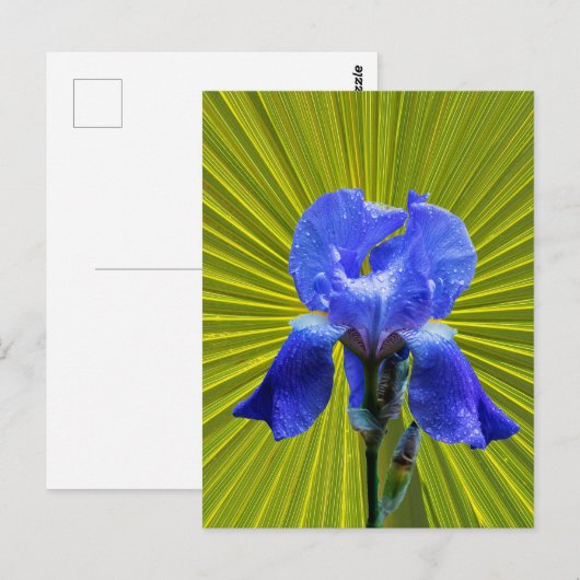 Irisbloem Briefkaart (Voorkant / Achterkant)