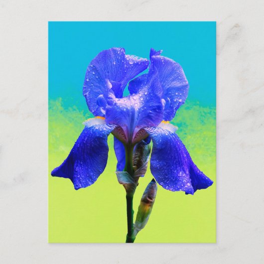 Irisbloem Feestdagenkaart (Voorkant)