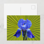 Irisbloem Feestdagenkaart (Voorkant / Achterkant)