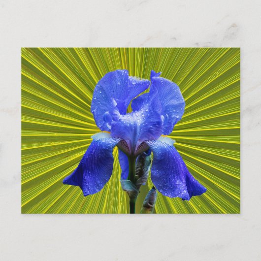 Irisbloem Feestdagenkaart (Voorkant)